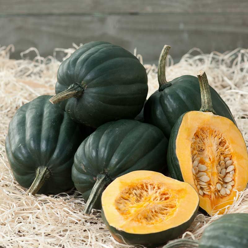 Table Queen Heirloom Acorn Winter Squash