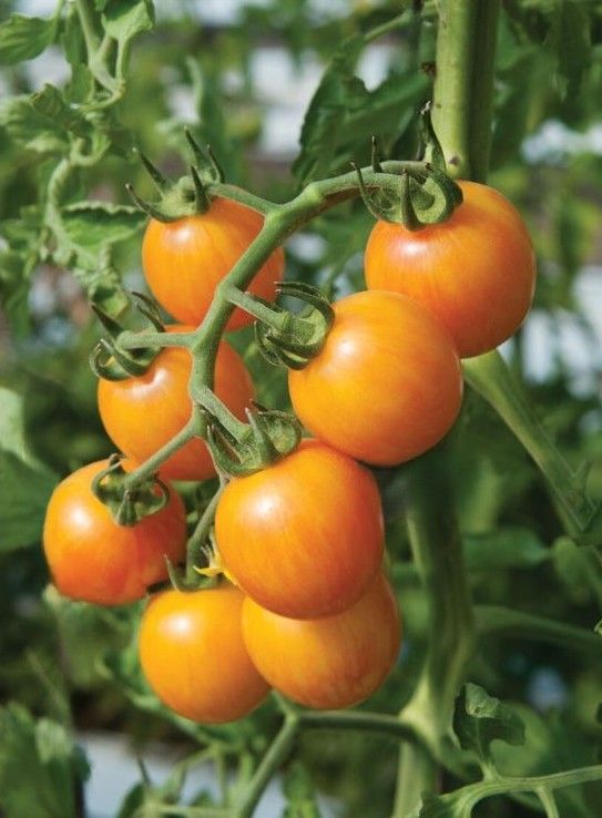 Sunrise Bumble Bee Organic Heirloom Tomato Seeds