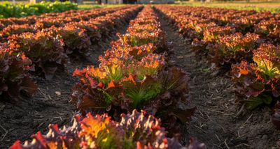 Premium Red Sails Heirloom Loose Leaf Lettuce Seeds