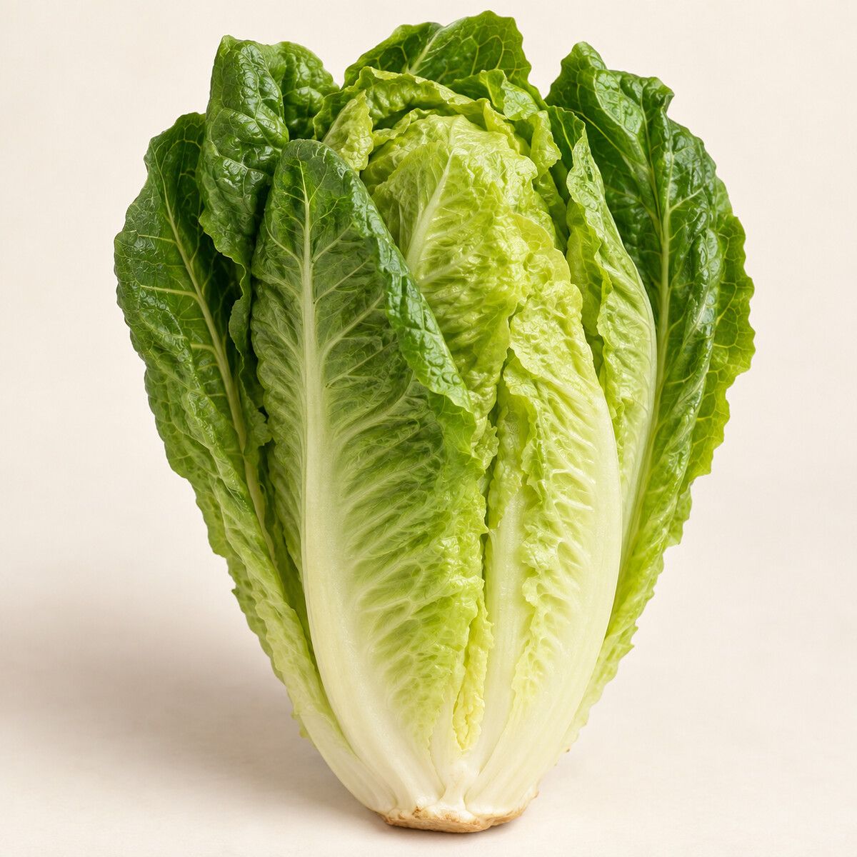 Romaine Lettuce — 1 piece