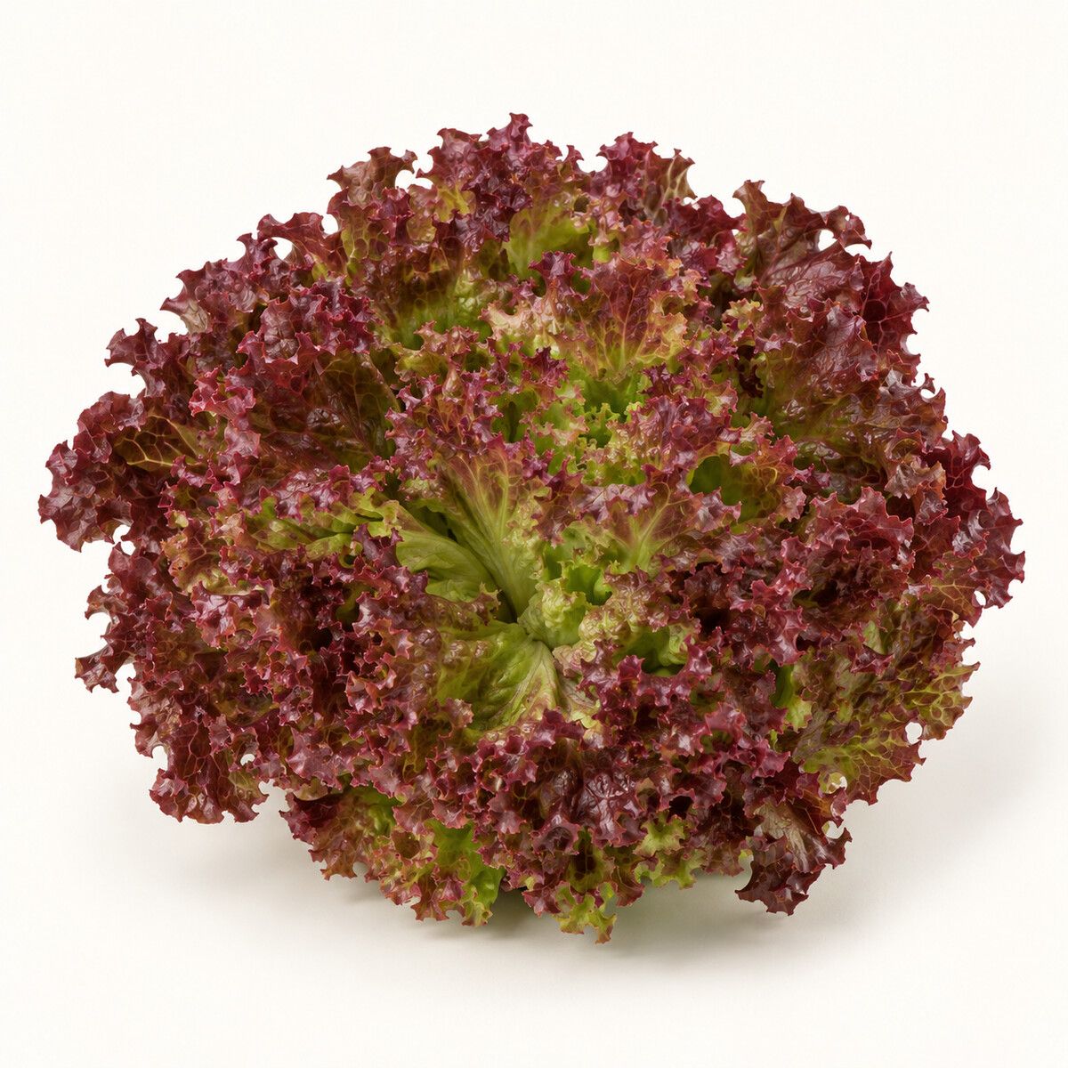 Lollo Rosso Lettuce — 1 piece