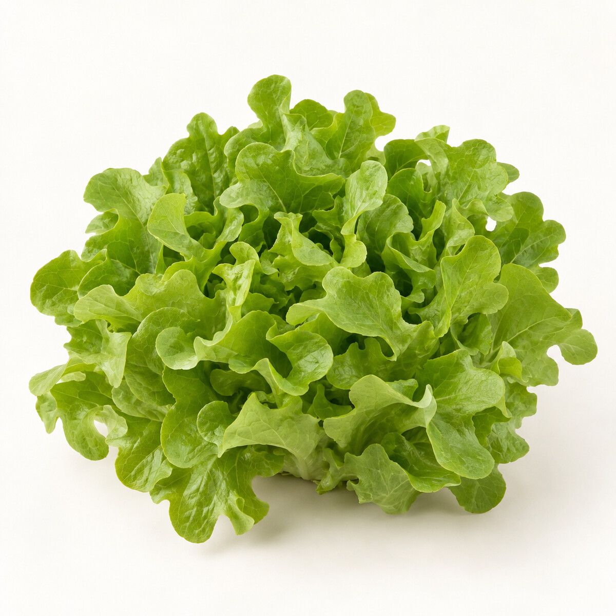 Oakleaf Lettuce — 1 piece