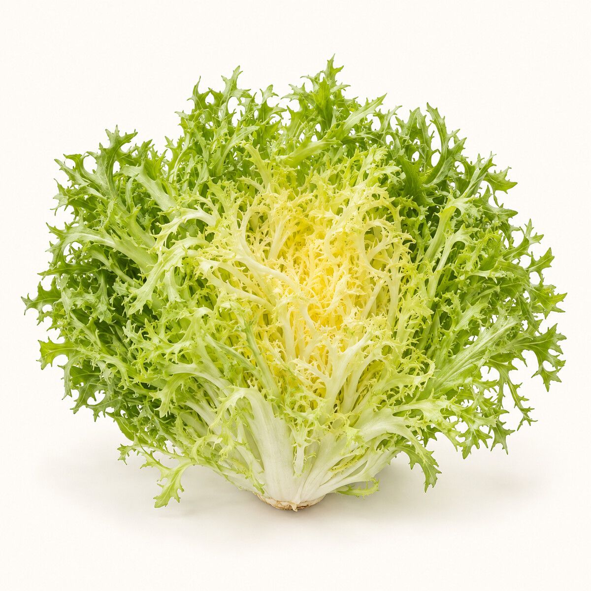 Frisée Lettuce — 1 piece