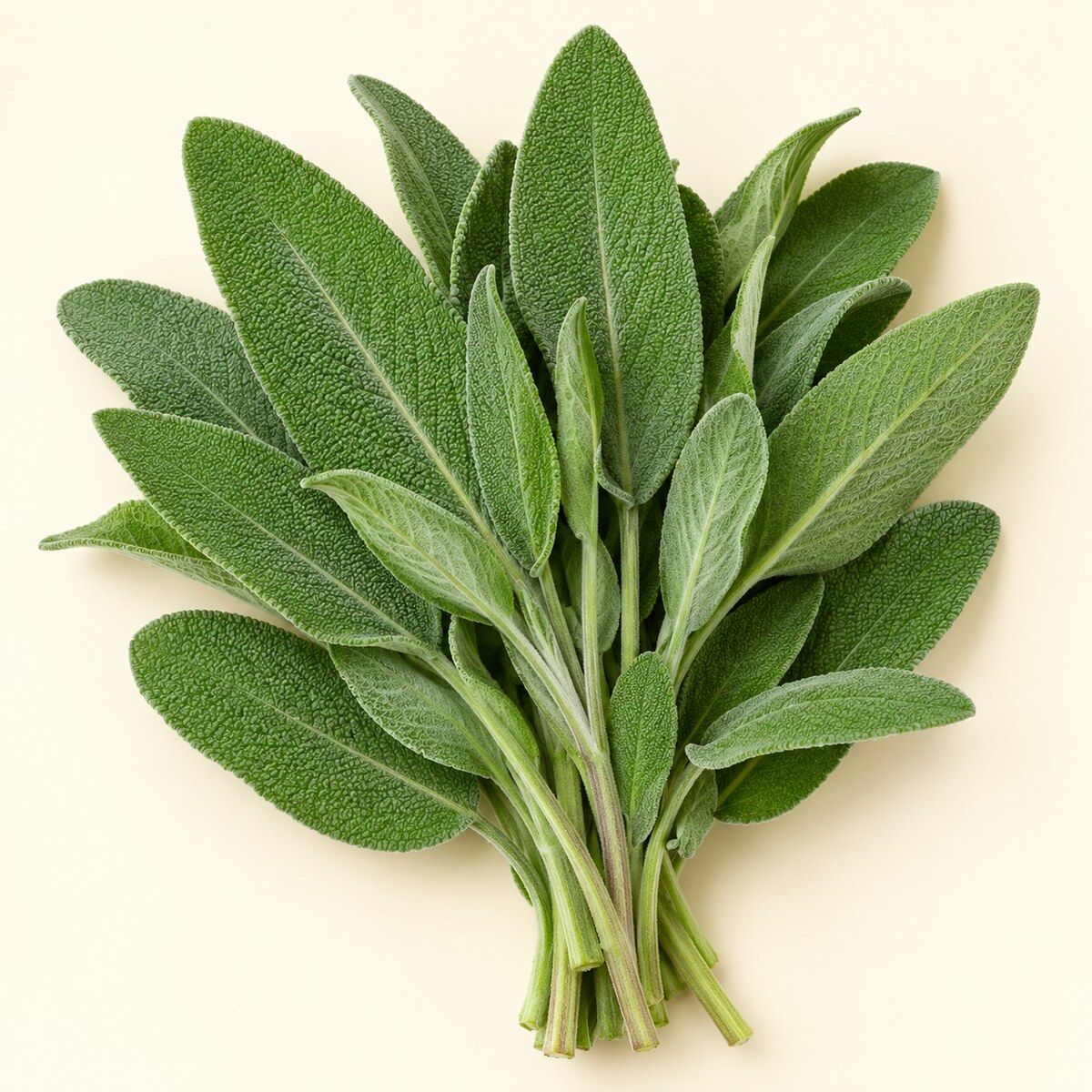 Sage — 1 bunch