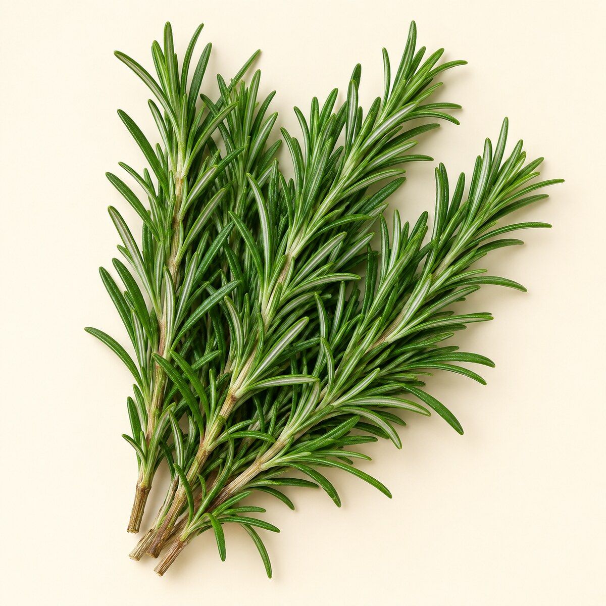 Rosemary — 1 bunch