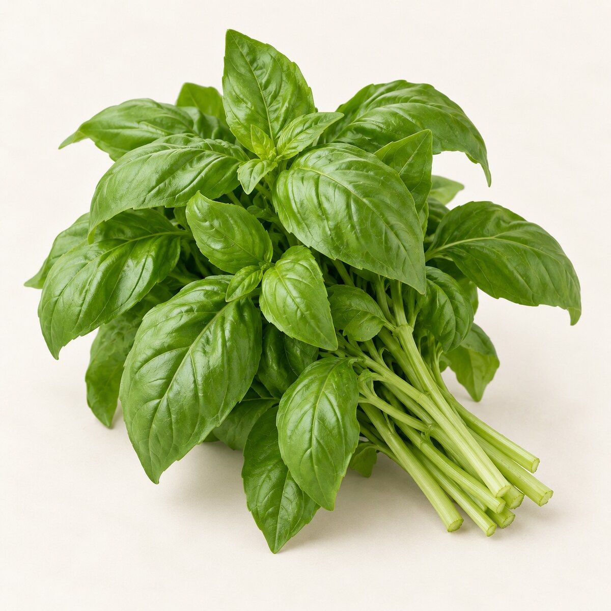 Italian Basil — 1 bunch