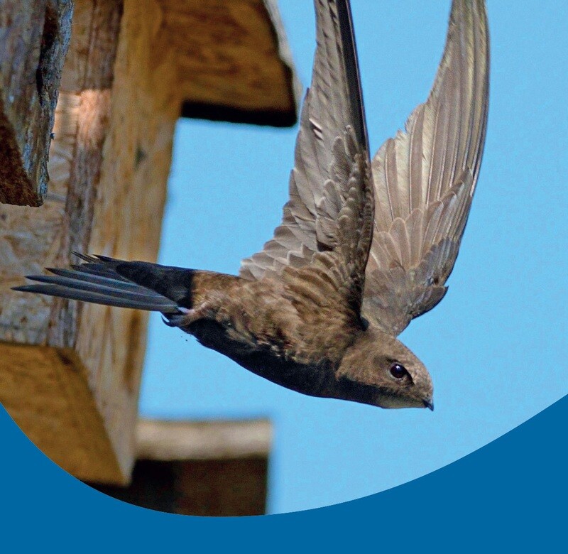 Wildlife Unearthed Charity Gift Card - Sensational skybound screamers (Free P&amp;P)