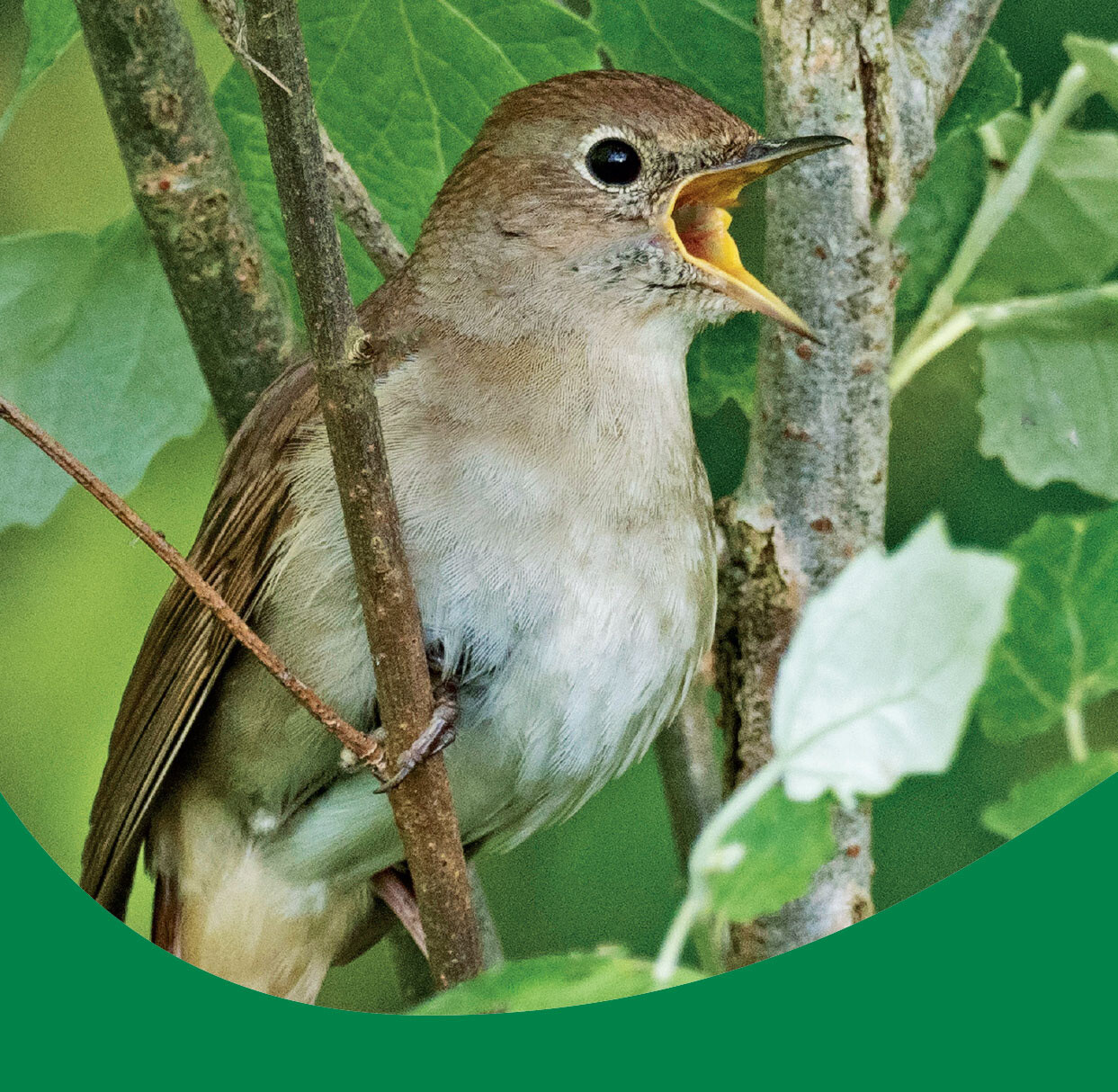 Wildlife Unearthed Charity Gift Card - Open access to a fringe festival (Free P&amp;P)