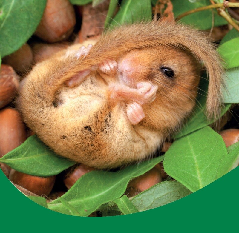 Wildlife Unearthed Charity Gift Card - A cosy, curled up cuddle (Free P&amp;P)