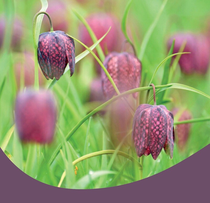 Wildlife Unearthed Charity Gift Card - Untamed beauty (Free P&amp;P)