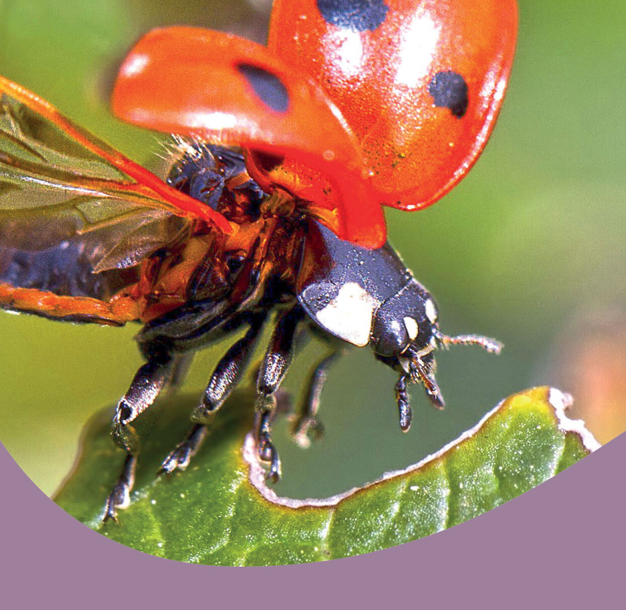 Wildlife Unearthed Charity Gift Card - The loveliness of nature (Free P&amp;P)