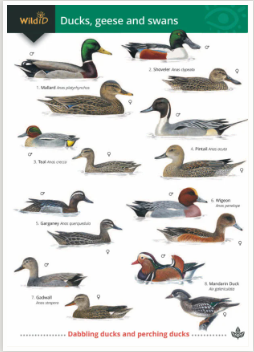 Guide to the Ducks, Geese &amp; Swans Chart - Identification Chart
