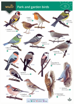Guide to the Park &amp; Garden Birds - Identification Chart