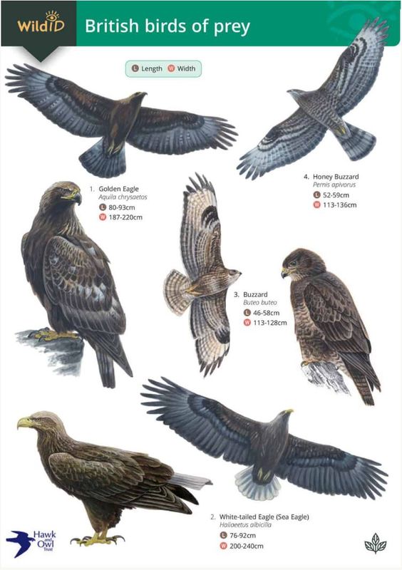 Guide to the British Birds of prey - Identification Chart