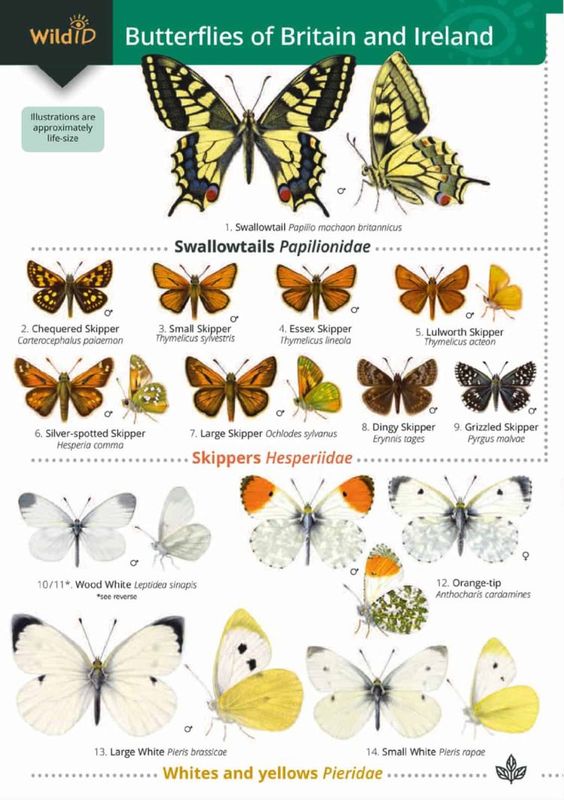 Guide to the Butterflies of Britain &amp; Ireland - Identification Chart