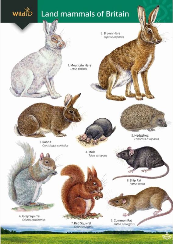 Guide to the Land Mammals of Britain - Identification Chart