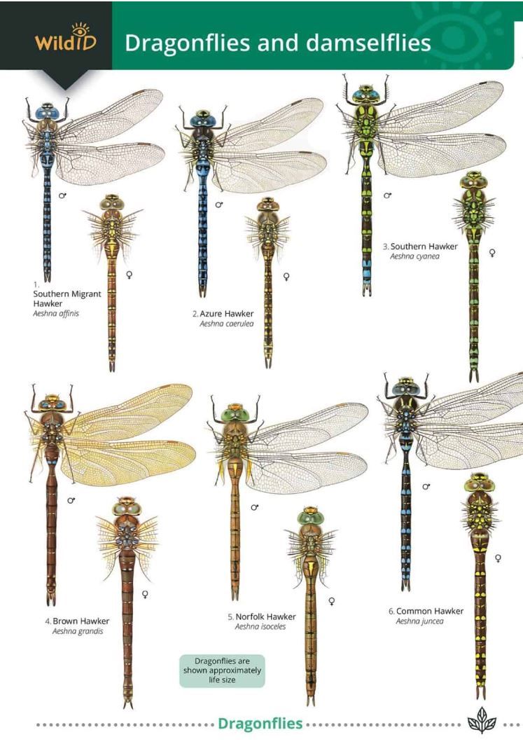 Guide to the Dragonflies and damselflies - Identification Chart