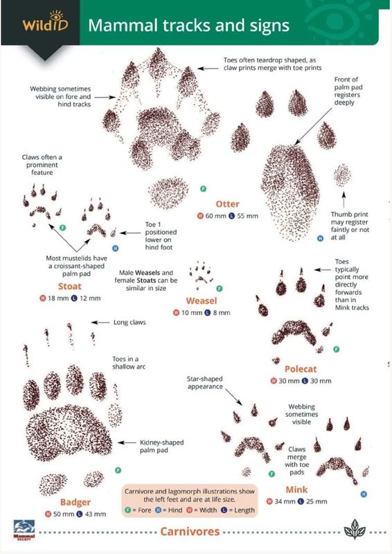Guide to the Mammal Tracks and Signs - Identification Chart