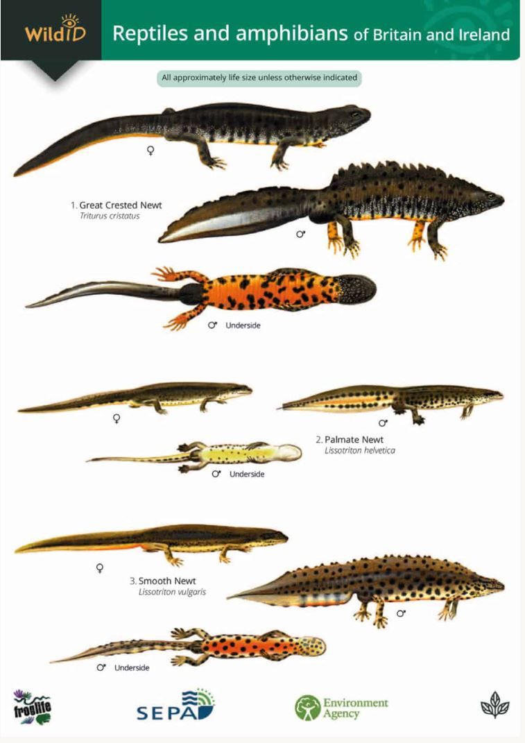 Guide to the Reptiles and Amphibians of Britain &amp; Ireland - Identification Chart