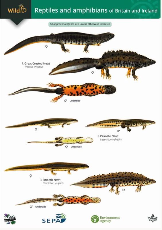 Guide to the Reptiles and Amphibians of Britain &amp; Ireland - Identification Chart