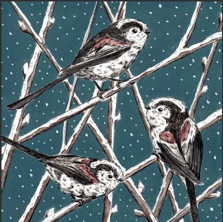 Long Tailed Tit - Jamey Douglas