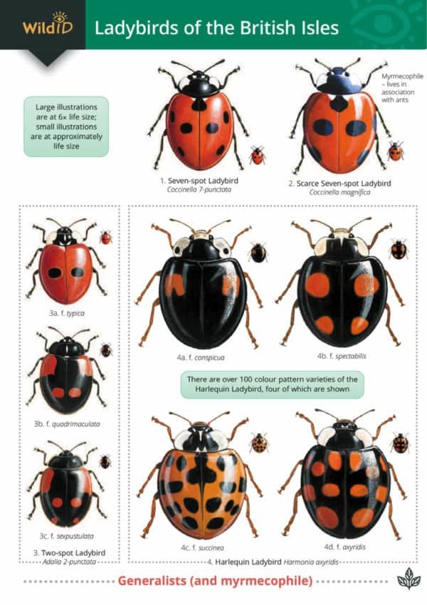 Guide to Ladybirds - Identification Chart
