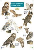 Guide to the British Owls and Owl Pellets - Identification Chart