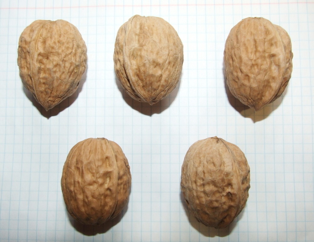 Семена грецкого ореха "Тонкокорый"