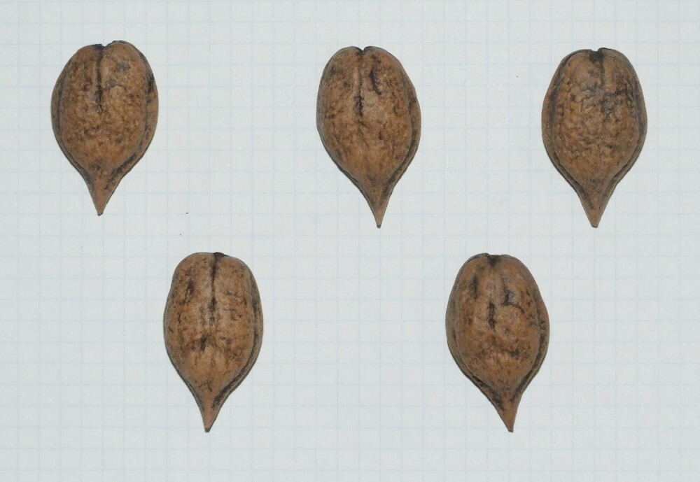 Семена ореха Зибольда "продолговатый ПФО"