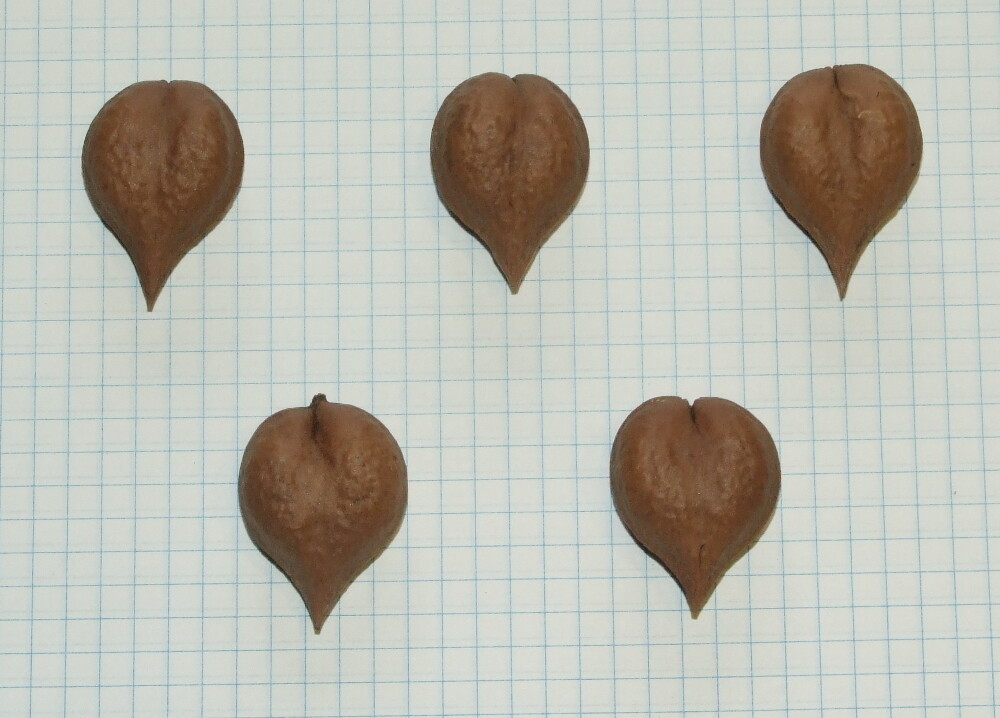 Семена ореха сердцевидного "типичный ЦФО Левина"