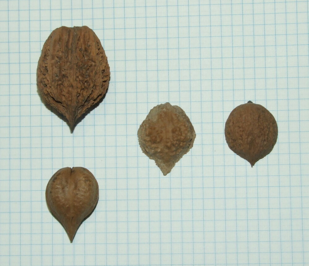 Семена ореха ланкастерского "северный" Левина"