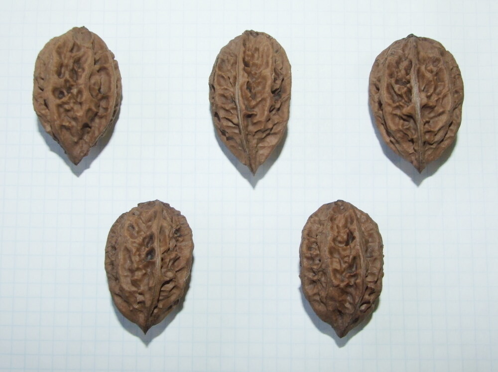 Семена ореха маньчжурского "типичный ПФО"