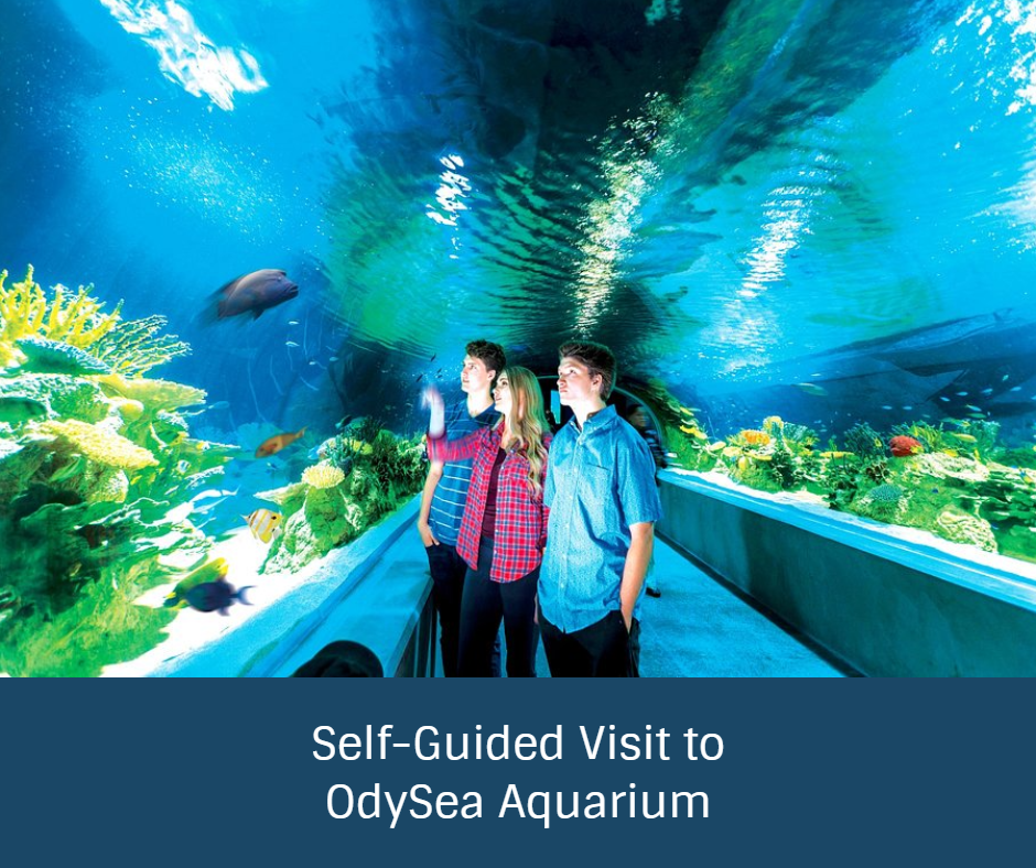 SelfGuided Visit to OdySea Aquarium