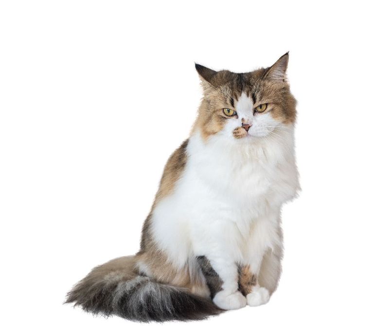 NASC Member (Primary Supplier)