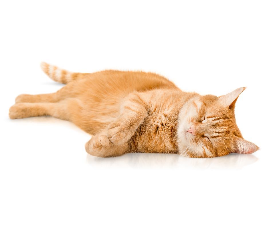 Pet Product Retailer