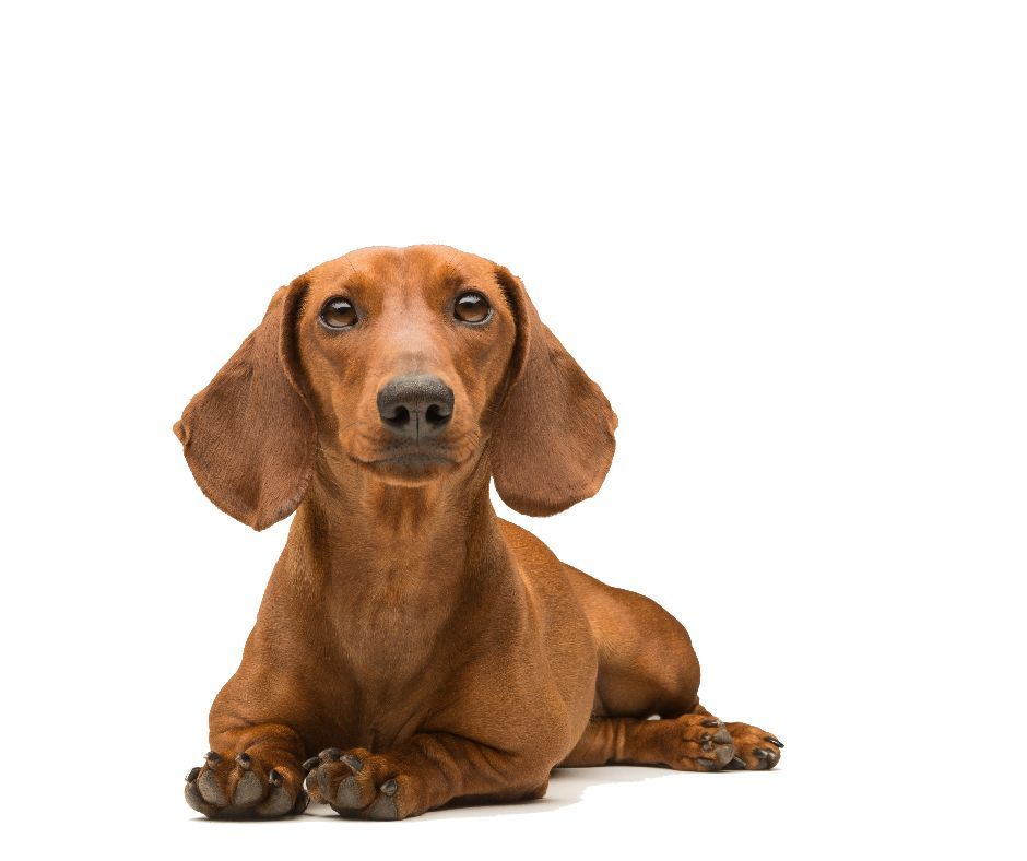 Federal/State Regulator