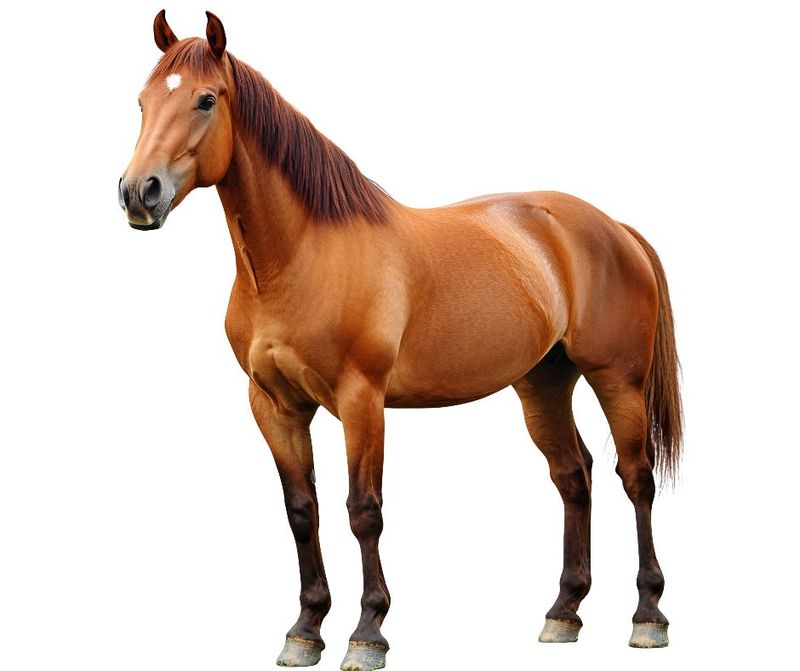 Extra Exhibitor Badge