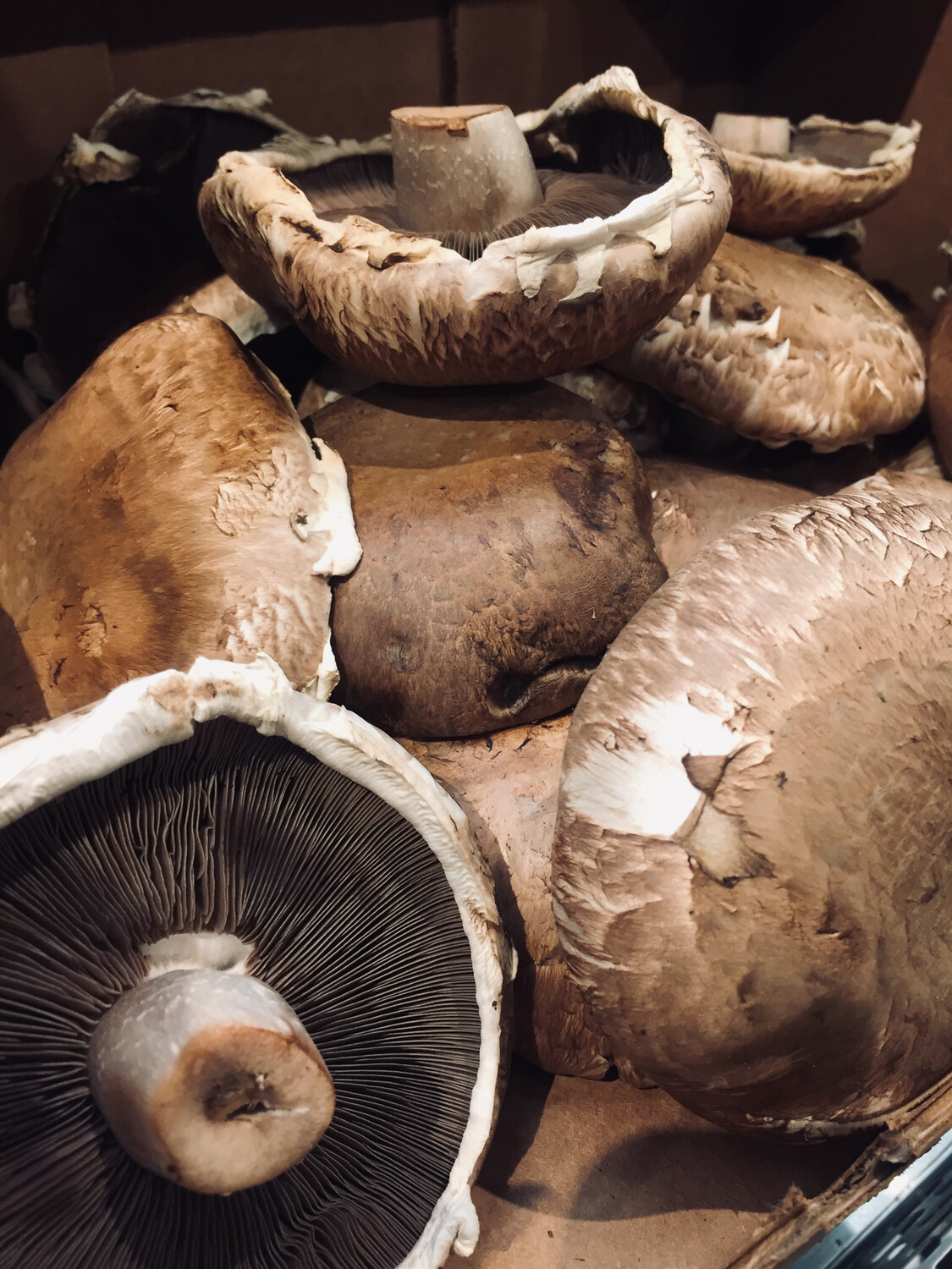 mushroom primordia mushroom primordia