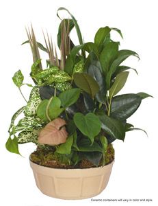 8-Inch Ceramic Dish Garden - Special Order - Allow A Few Days To Arrive