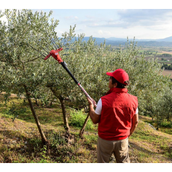 ESPECIAL OLIVAR