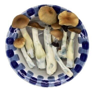 Premium BLUE MEANIE Magic Mushrooms