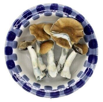 Premium  Golden Teacher  Magic Mushrooms