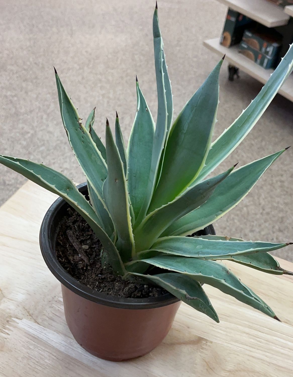 Agave Fundraiser