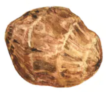 Tigernut
