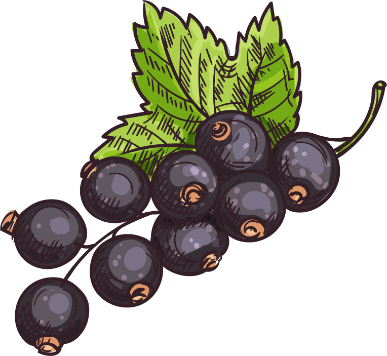 Black Currant