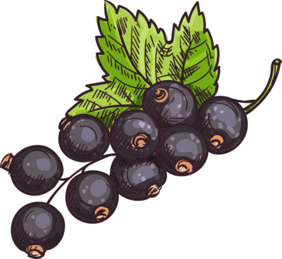Black Currant