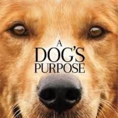 Dog's Purpose, DVD