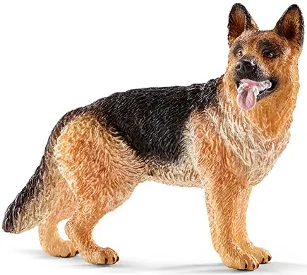 German shepherd dog