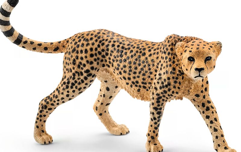 Cheetah female