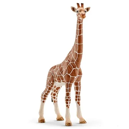 Giraffe, female